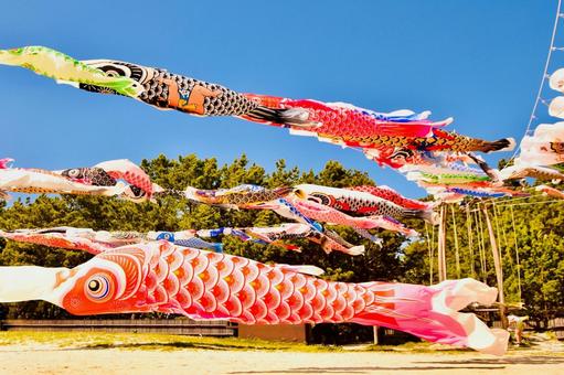 海岸を泳ぐ鯉のぼり 鯉登り,海岸,砂浜の写真素材