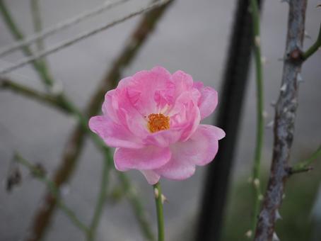 バラ園にてかわいい薔薇を撮影しました バラ園にてかわいい薔薇を撮影しましたの写真