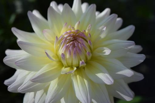 ダリアの花 ダリアの花,ダリア,ダリア園の写真素材