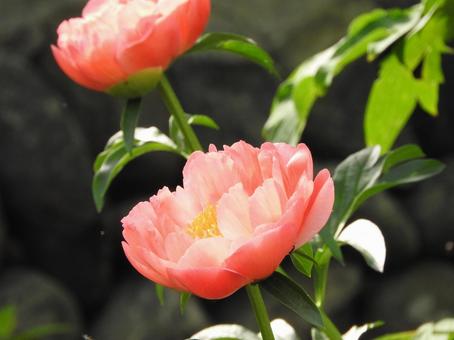 お花 お花 牡丹,花,ぼたんの写真素材