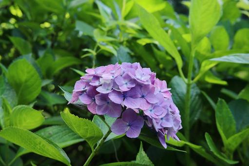 Hydrangea, JPG Hydrangea, JPG