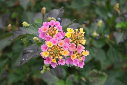 お花 お花の写真