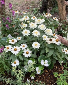 花★白いジニア ジニア,フラワー,ガーデニングの写真素材