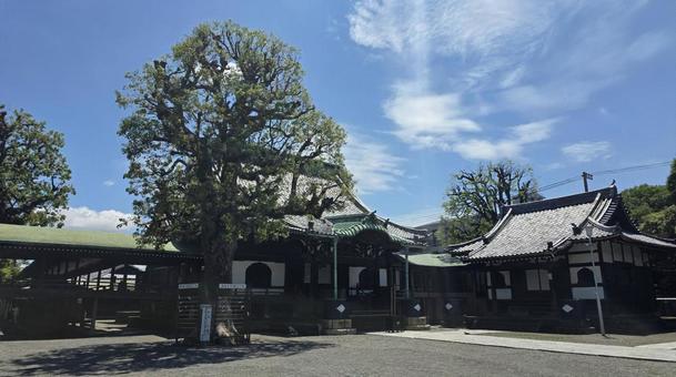 柴又帝釈天 柴又帝釈天の写真