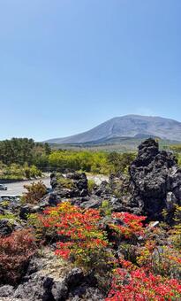 レンゲツツジが咲く鬼押出園と浅間山の風景 鬼押出し園,浅間山,溶岩原の写真素材