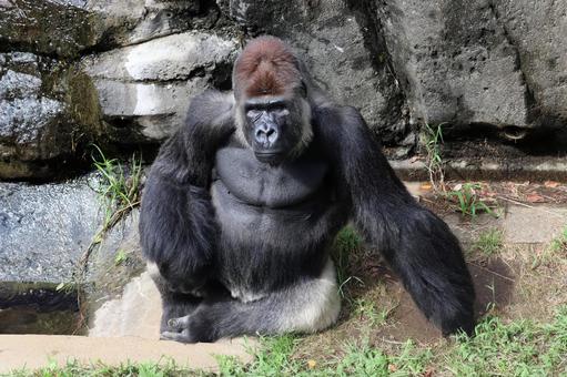 休むニシゴリラ 休むニシゴリラの写真