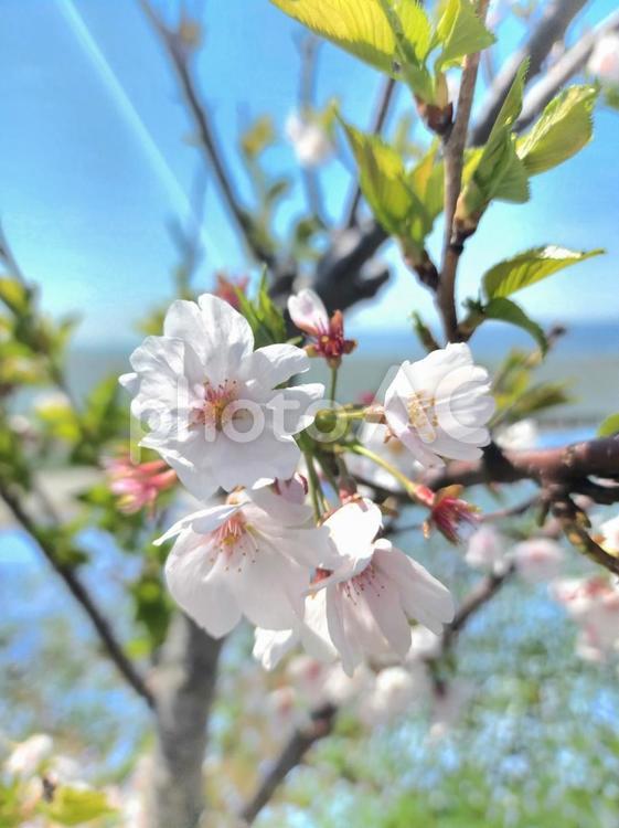 さくらと空と海 春,桜,空の写真素材