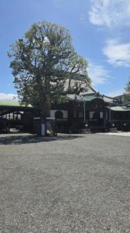 柴又帝釈天 柴又帝釈天 経栄山,題経寺,日蓮宗の写真素材