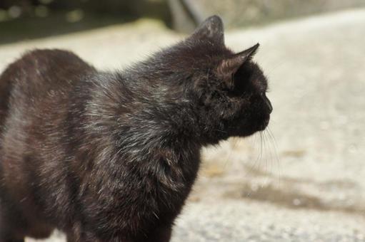 ねこ ねこ にゃんこ,可愛い,野良猫の写真素材