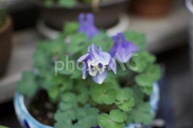 セイヨウオダマキ（西洋苧環） 自然,花,庭の写真素材