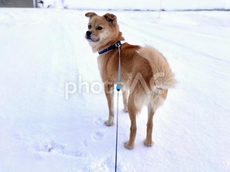 雪景色と振り返る犬 犬,可愛い,雑種の写真素材