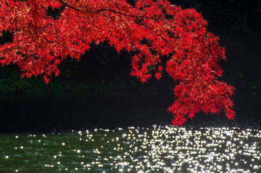 小石川後楽園の紅葉と水面に映る光ボケ 紅葉,小石川後楽園,水面の写真素材