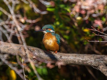 Kingfisher perched on a branch, kingfishers, wild bird, bird, JPG
