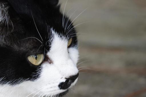 公園ネコ　沖縄県　那覇市 ネコ,かわいい,もふもふの写真素材