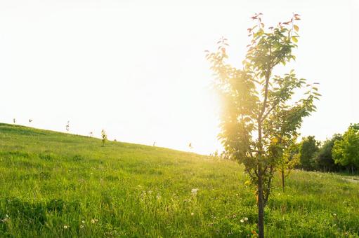 日の当たる草原と一本の樹木 日の当たる草原と一本の樹木 自然,草,緑の写真素材