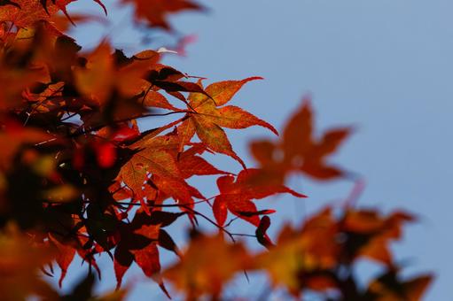 Autumn leaves and blue sky in the rainy season, JPG Autumn leaves and blue sky in the rainy season, JPG