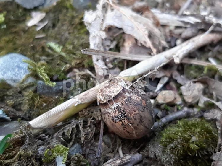 枯れた葉っぱと枝 葉,秋,葉っぱの写真素材