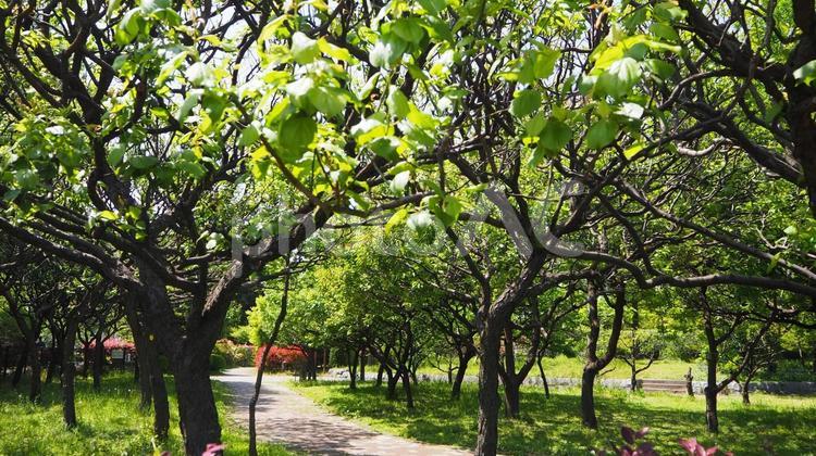 東京江東区の初夏・新緑の木場公園の散歩道 初夏,木場公園,新緑の写真素材