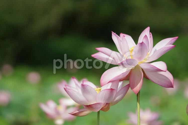 大きな花弁の蓮の花 蓮の花,ハス,蓮の写真素材