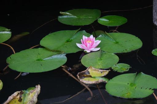 Water Lily, JPG