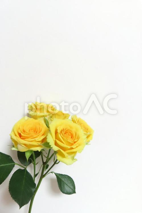 黄色いバラ　父の日メッセージカード 黄色いバラ,父の日,メッセージカードの写真素材