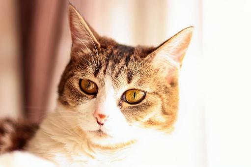リラックス中の猫 リラックス中の猫の写真