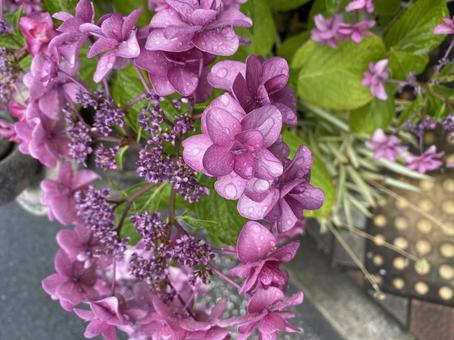 紫陽花 紫陽花の写真