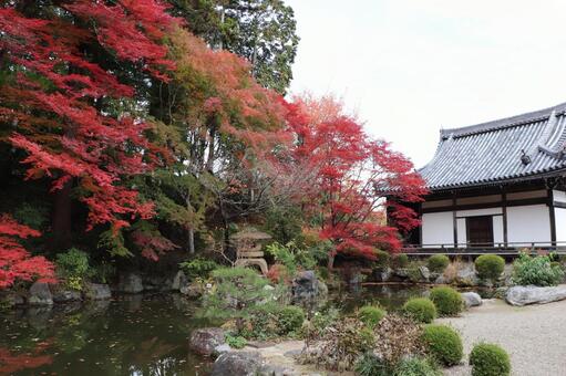善峯寺　蓮華寿院旧跡庭 善峯寺,蓮華寿院旧跡庭,紅葉の写真素材