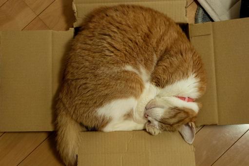箱入り猫 箱入り猫の写真