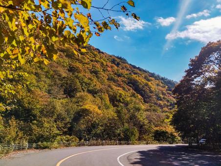 もみじラインの紅葉 もみじライン,紅葉,日光の写真素材