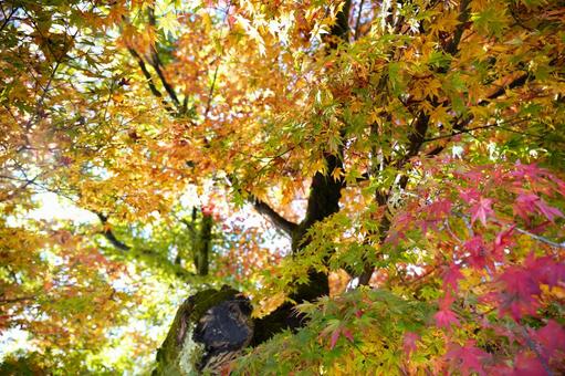 色鮮やかな紅葉のグラデーション 紅葉,もみじ,カエデの写真素材