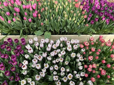 キューケンホフ公園 キューケンホフ,チューリップ,アムステルダムの写真素材