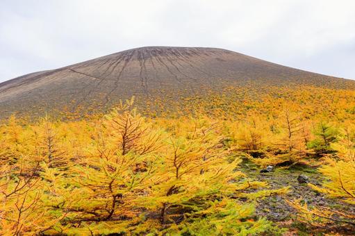 カラマツと浅間山 カラマツ,紅葉,秋の写真素材