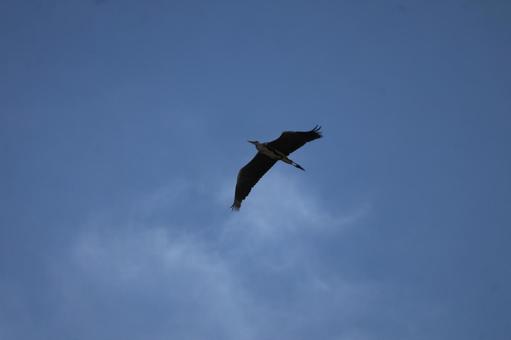 A blue sky landscape with a flying heron spreading its wings, JPG