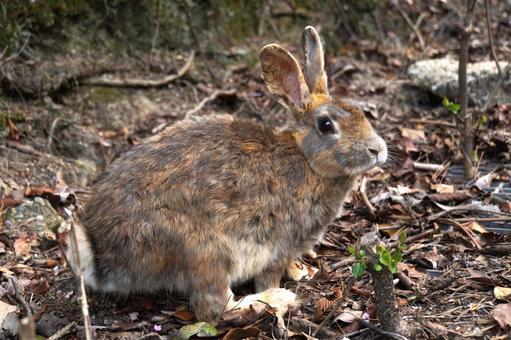 広島県大久野島の茶色いウサギ4 うさぎ,兎,卯の写真素材