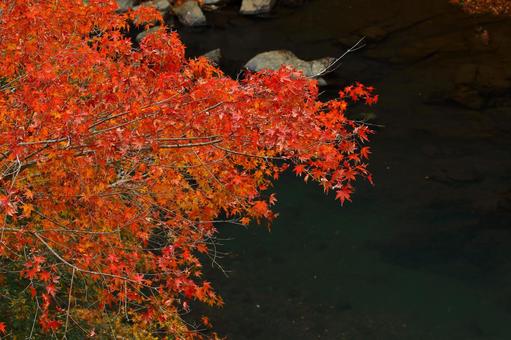 紅葉07 紅葉07の写真
