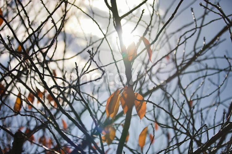 木漏れ日　2 木漏れ日,紅葉,光の写真素材