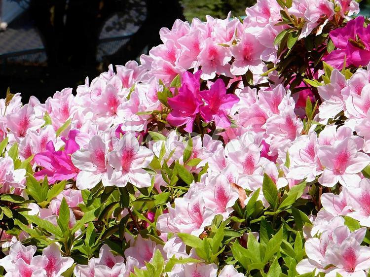 【花の写真】ツツジ ツツジ,つつじ,躑躅の写真素材