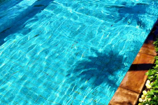 プールにうつるヤシの影 プール,ヤシ,ヤシの木の写真素材