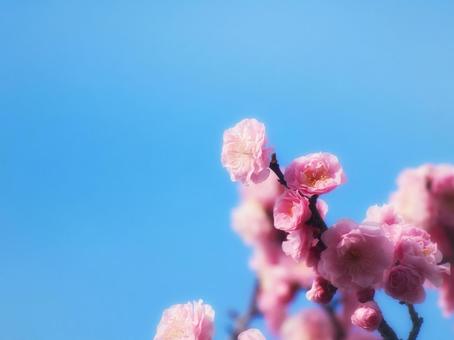 紅梅の花と青空 梅,紅梅,晴れの写真素材