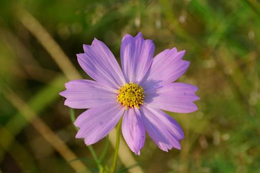 コスモスの花 コスモスの花 コスモス,秋,花の写真素材