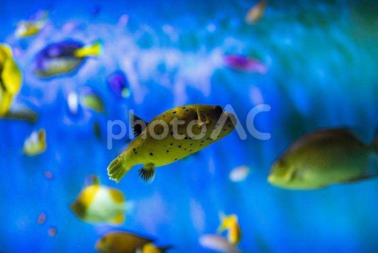 水族館の魚たち 水族館,動物,生き物の写真素材