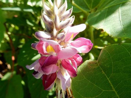 【花の写真】クズ(葛)の花 【花の写真】クズ(葛)の花 クズ,葛,植物の写真素材