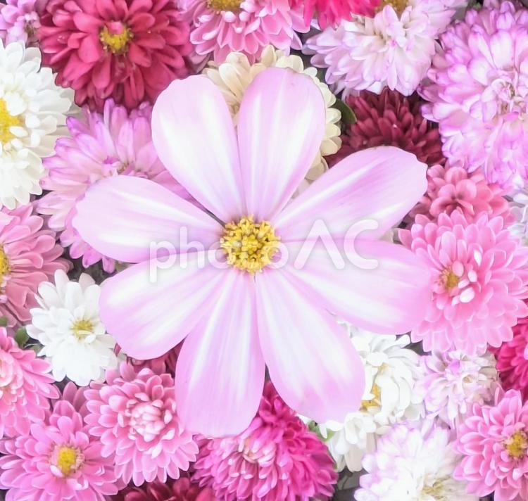 鮮やかなアスターとピンクの秋桜 花,アスター,秋桜の写真素材