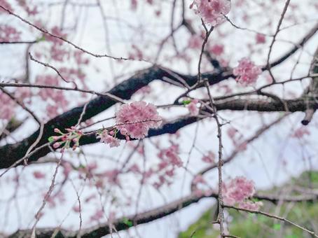 枝垂れ桜の写真
