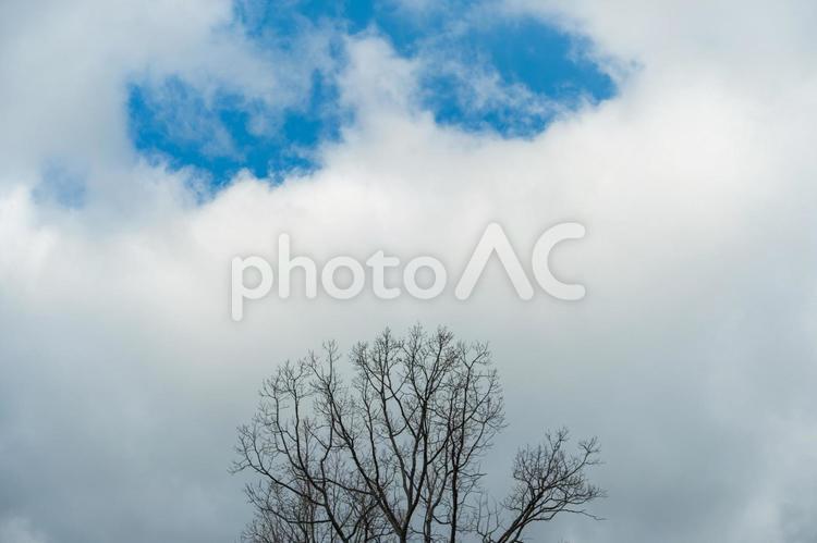 冬の空と枯れ木 冬,空,雲の写真素材