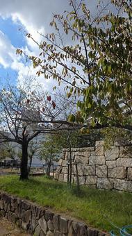 公園 公園,秋,青空の写真素材