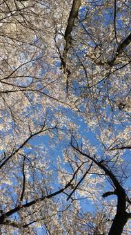 下から見る桜 下から見る桜の写真
