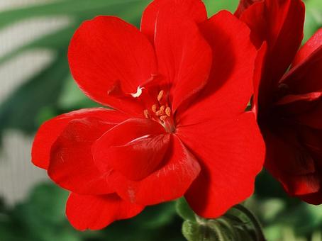 赤いゼラニウムのクローズアップ ゼラニウム,赤,クローズアップの写真素材