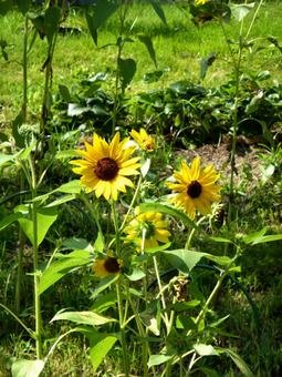 川沿いの斜面に咲くヒマワリ ヒマワリ,花,植物の写真素材